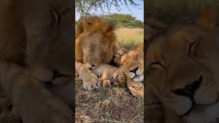 Львенок Храпит Так, Что Будит Всю Семью