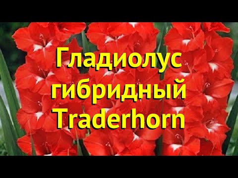 Гладиолус гибридный Традерхорн. Краткий обзор, описание характеристик Traderhorn