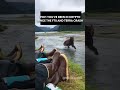 Bear's don't scare me anymore