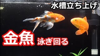 60cm金魚水槽 泳ぎ回る 水槽立ち上げ Youtube