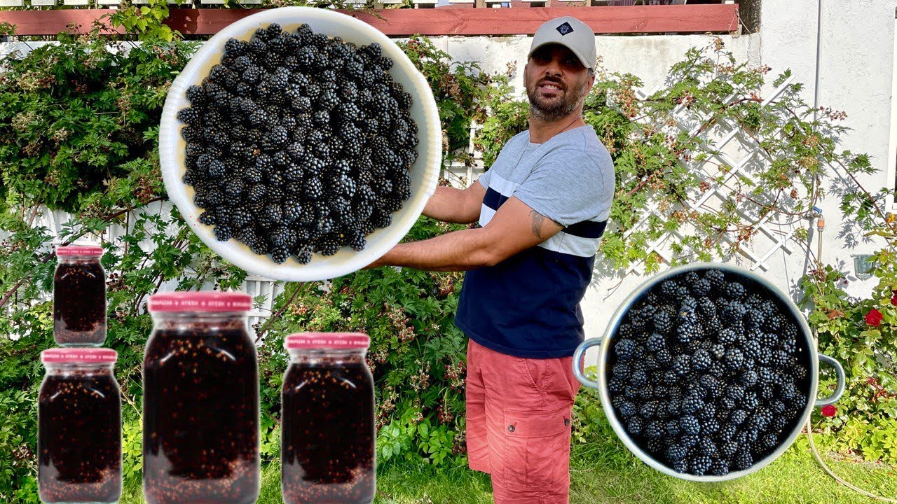 Harvesting Wild Blackberries in the Norway and made Blackberry Jam in