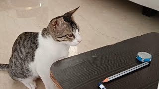 Kitten wants to learn to draw | Coffee Toffee cat videos by Coffee & Toffee Cats 646 views 1 month ago 1 minute, 36 seconds