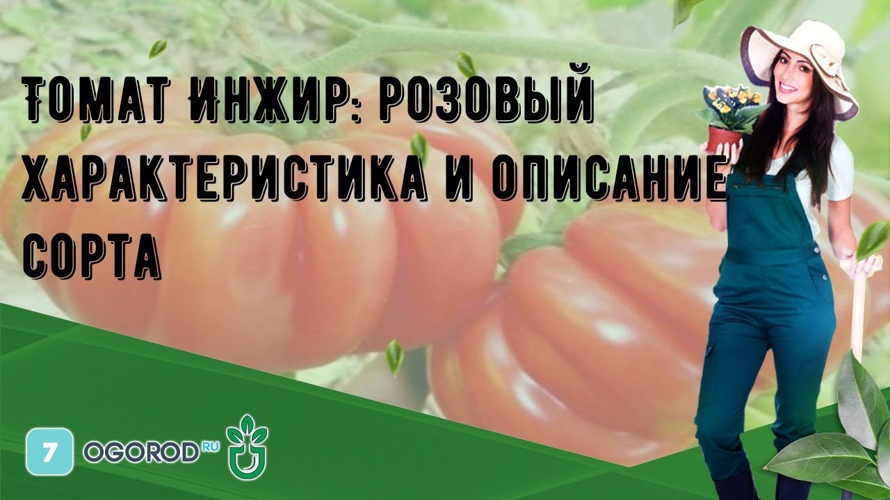 Томат Инжир Фото