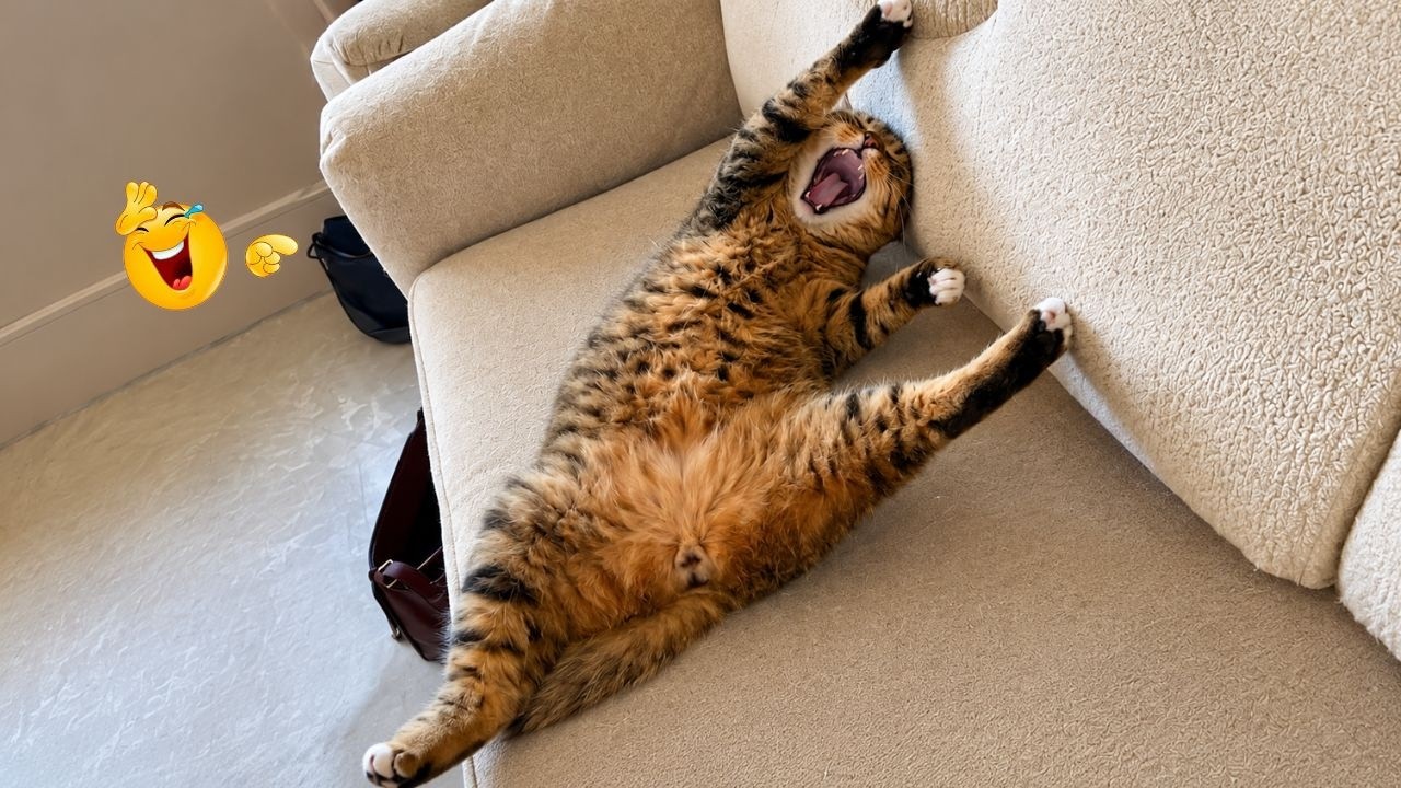 The Funniest Cat Compilation On YouTube 😹🤣| Best Viral Cat Moments 2026 ...