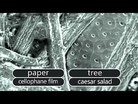 Cool Things Under Microscope: Science Quiz