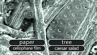 Celebrity Cool Things Under Microscope: Science Quiz Wealth