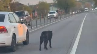 Шёл по трассе старый пёс...Old dog was walking along the highway