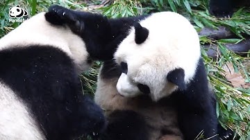 What is the toughest challenge in the protection of giant pandas? | Pandaful Q&A