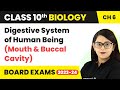 Digestive System of Human Being (Mouth and Buccal Cavity) - Life Process | Class 10 Biology