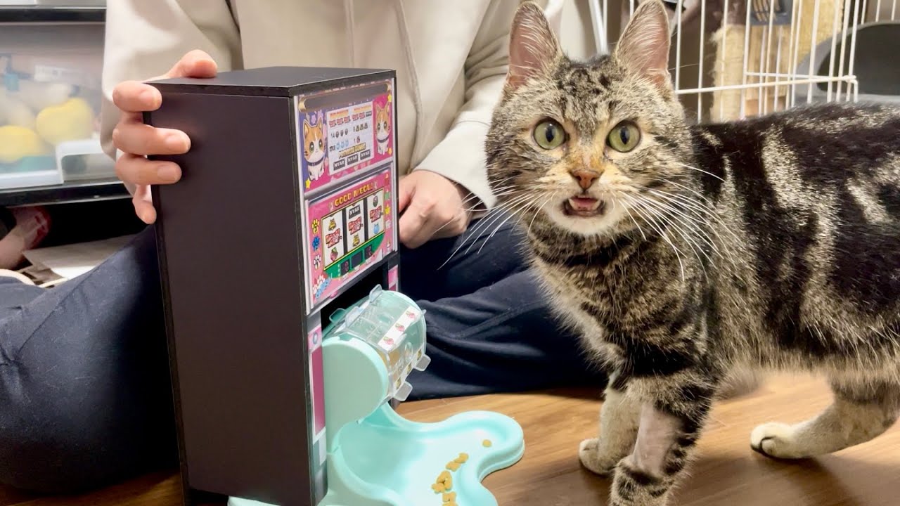 餌が出てくるスロットマシーンを猫にプレイさせるとこうなります