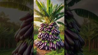 Best skills Breeding eggplant with bananas to get a unique and wonderful fruit. shorts