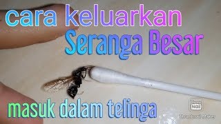 Cara mengeluarkan serangga atau laron besar masuk telinga