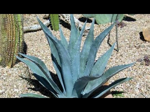 Video: Blue Agave (34 Photos): Is It A Cactus Or Not? How Does The Plant Look And Grow?