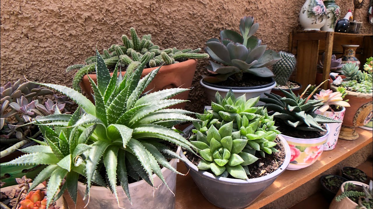 NUNCA DEIXE ESTAS 7 SUCULENTAS NO SOL