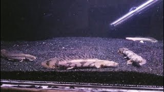 Feeding the baby bichirs!
