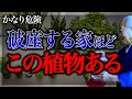【2024年最新】あなたの金運地に落とすこの植物がもたらす"邪気の力"がえげつないです...凶神呼び寄せる植物5選