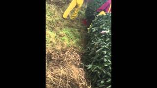 Christmas trees ,Mexicans in action, west jefferson NC