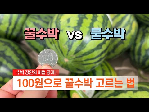 수박 장인의 비밀 공개! 백원으로 꿀수박 vs 물수박 1초만에 구별할 수 있어요💯