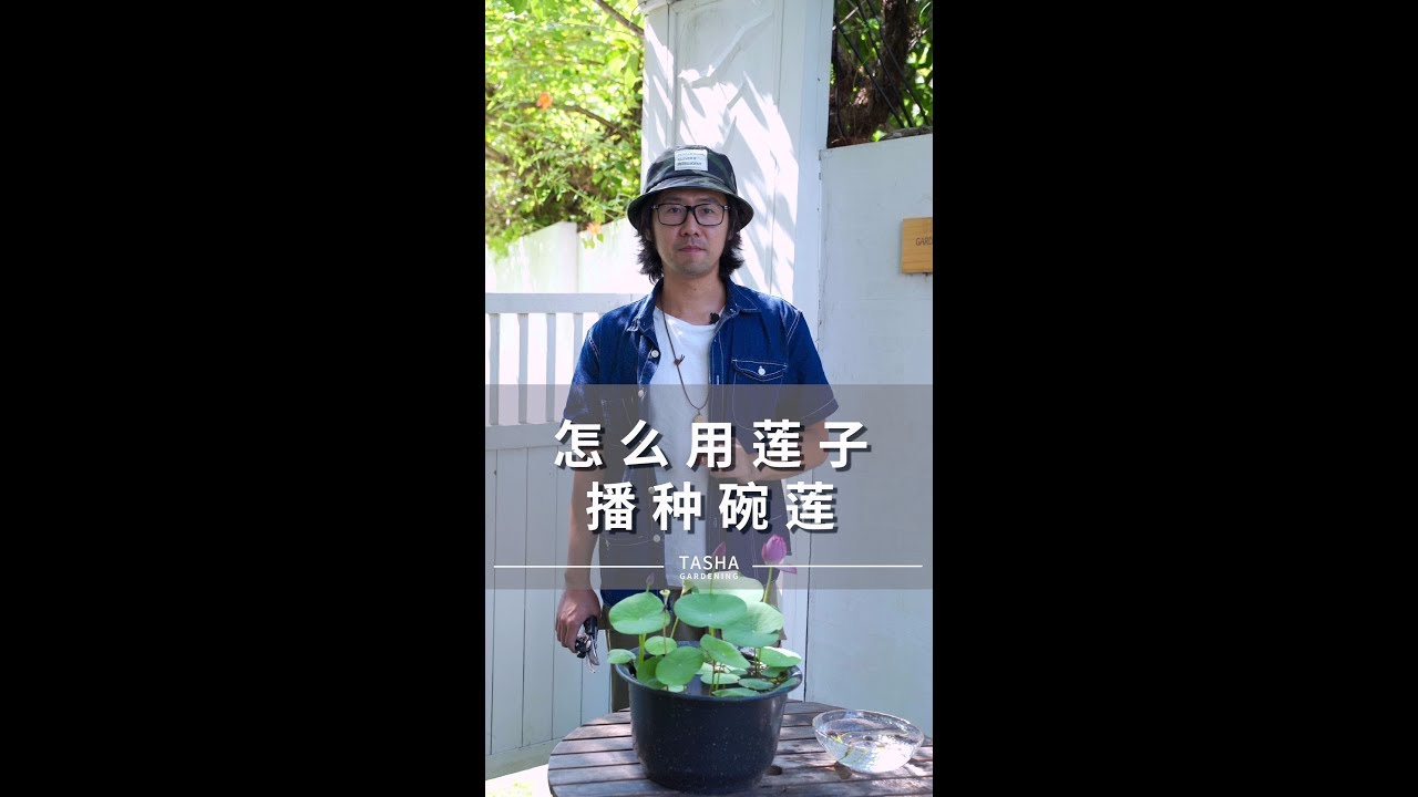 怎么用莲子播种碗莲 Youtube