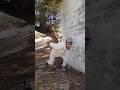 حميدو حصل فالخشبة ضحك فله وناسه طقطقه مقاطع مضحكه استهبال الرياض ممتعه فصله نكت تنكيت طهبله حميدو حصل فالخشبة ضحك فله وناسه طقطقه مقاطع مضحكه استهبال الرياض ممتعه فصله نكت تنكيت طهبله