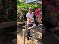 Air Cannon FIXED (A.P.T.A) #TreeClimbing #Chainsaws #OutdoorActivities #Shorts