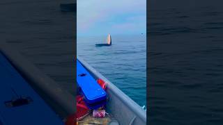 Unexpected Encounter: When a Human and a Whale Cross Paths!\