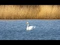 Лебеді на Панському ставі