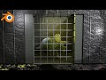 blender 2.93 - green screen compositing in blender | blender vfx | dinosaur animation blender hindi