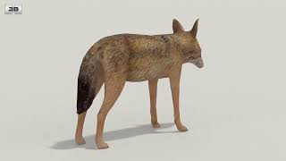 Jackal Low Poly 3D model by 3DModels.org