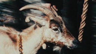 Figoshin  Zone De Confort