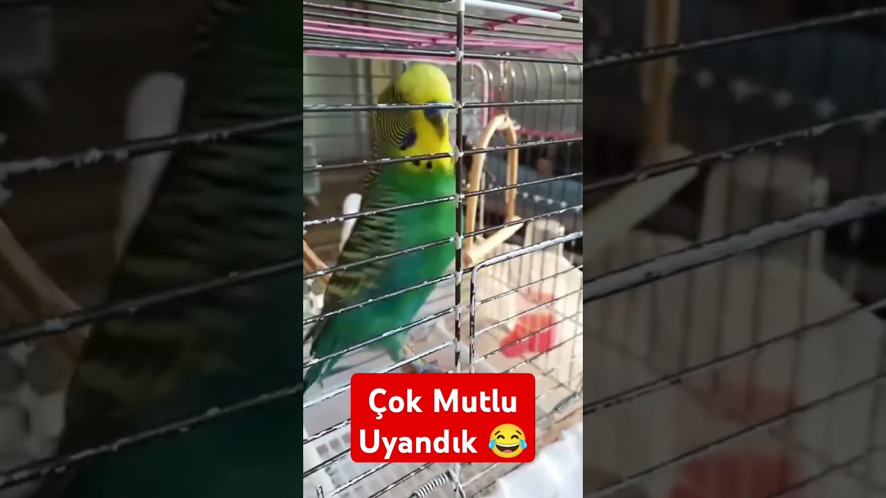 Çok Mutlu Uyandık 😂🎉 #muhabbetkuşufıstık #muhabbetkuslari #parrot #birds #muhabbetkuşu #budgies