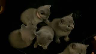 British Shorthair Cats Sale in Seattle, WA