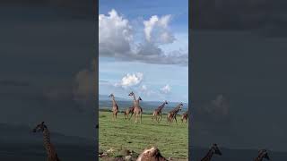 A majestic caravan of giraffes