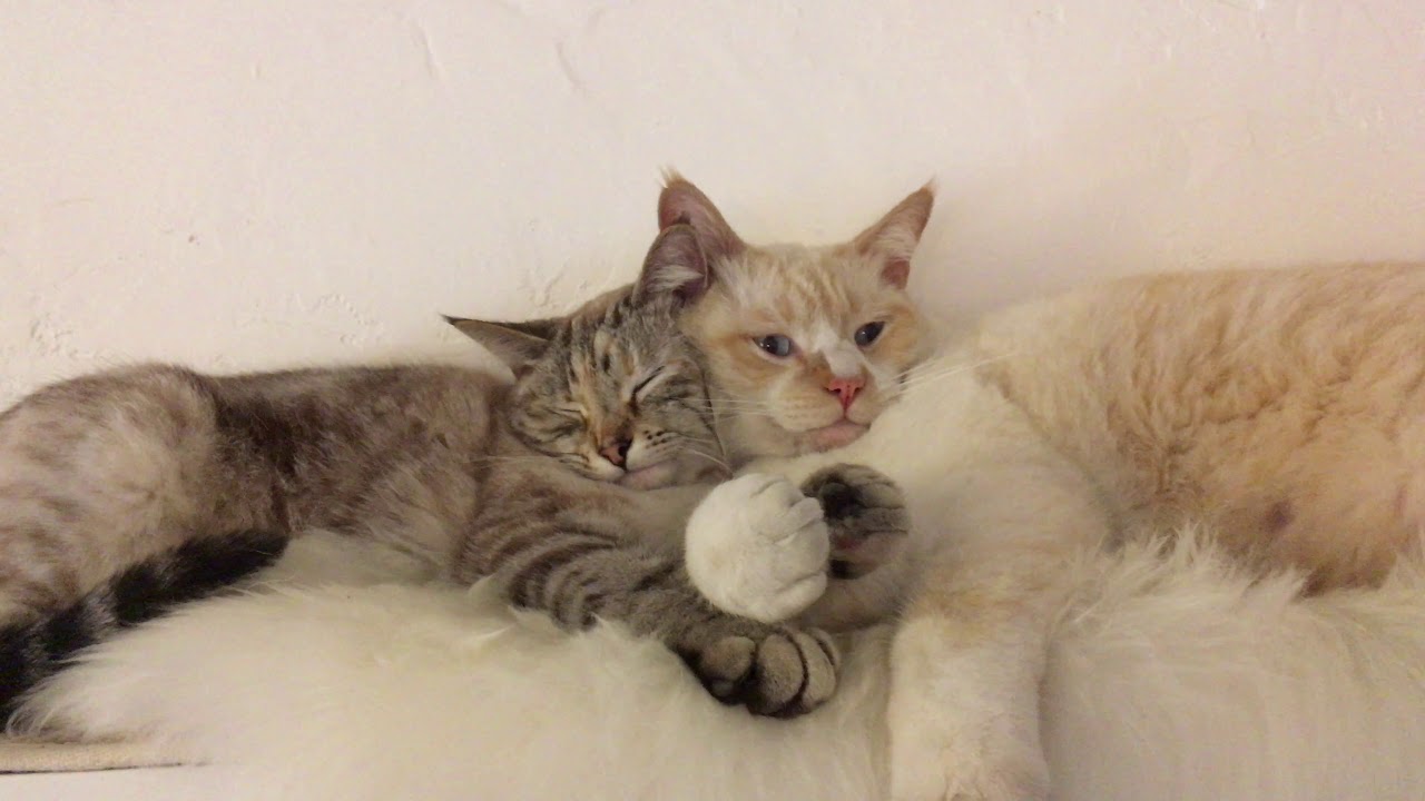 Caught my cats holding hands on Valentines Day YouTube