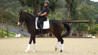 Matt Cunningham - Dressage