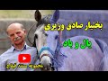 یال و باد روایت جناب بختیار صادق وزیری از اسبهای بومی منطقه کردستان ایران یال و باد روایت جناب بختیار صادق وزیری از اسبهای بومی منطقه کردستان ایران