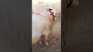 Cow lover cow video cow reel cow YouTubeshorts #foryou #trending #cow #youtubeshorts