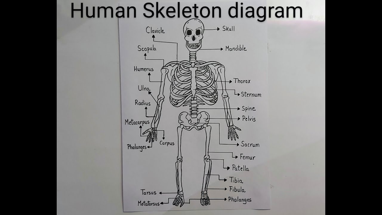 simple skeletal system diagram