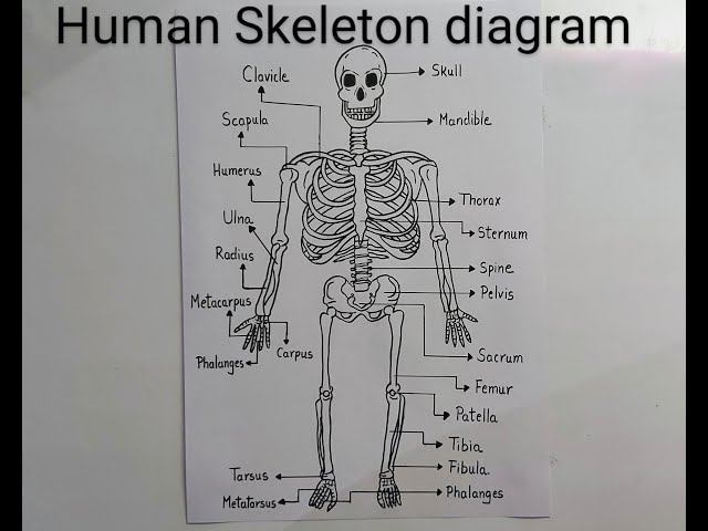 skeletal system Diagram drawing CBSE || easy way || draw Human anatomy -  Step by step for beginners - YouTube