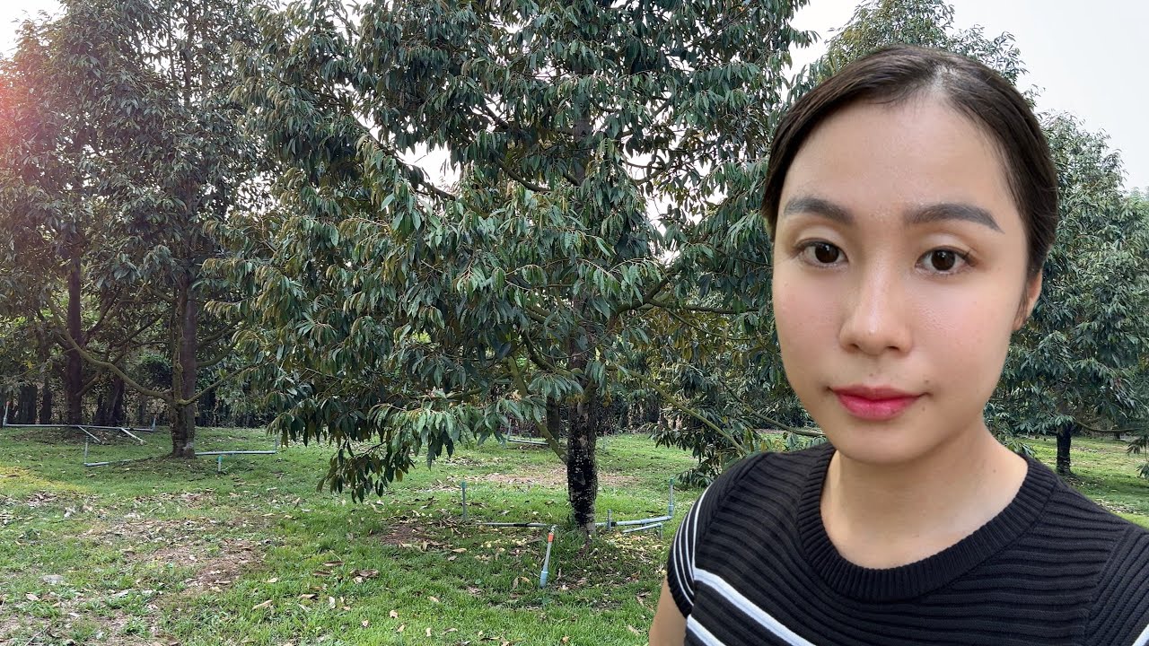 THĂM VƯỜN SẦU RIÊNG THÁI SIÊU ĐẸP SUỐI BAO QUANH, THƯỞNG THỨC CƠM SƯỜN BÌNH PHƯỚC SIÊU NGON |