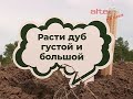 Старт фестиваля "ДубФест" состоялся в Артёмовском