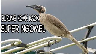 Burung Koak Kaok Lokal Lombok Ngomel