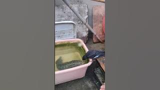 Channa Argus Fish Nearly Strikes Starling π±