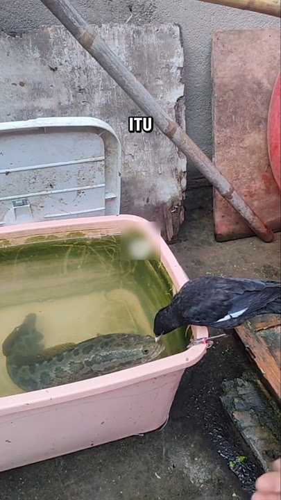 Channa Argus Fish Nearly Strikes Starling 😱