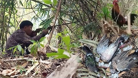 yos hav zoov dib qaib qus thiab dib nquab tuaj zoo kawg