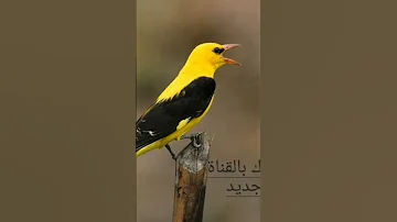 صوت الصفاري Golden Oriolle Song رابط الفيديو كامل بأول تعليق 