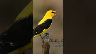 صوت الصفاري golden oriolle song رابط الفيديو كامل بأول تعليق