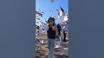 ليتني في سرب الحمام 