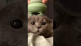 Cute cat❤️ ❗️The video is not mine❗️