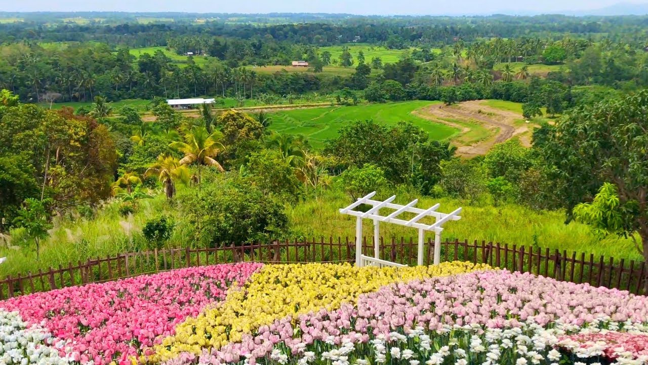 Flower Garden Bohol Philippines Best Flower Site